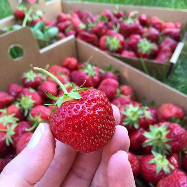 strawberry picking