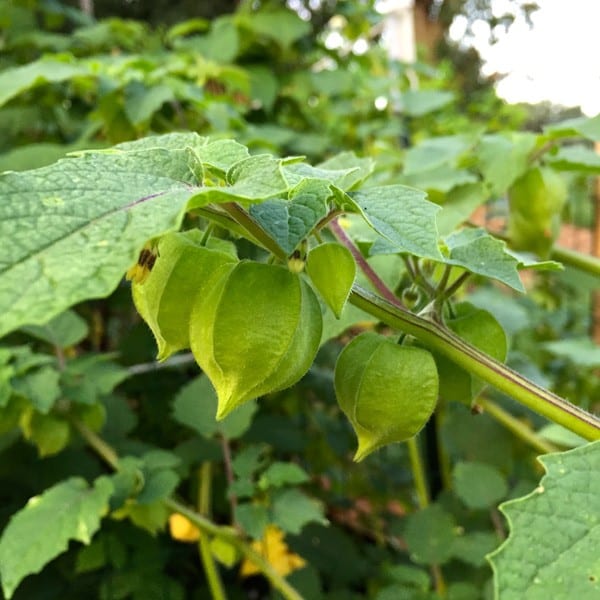 ground cherry plant