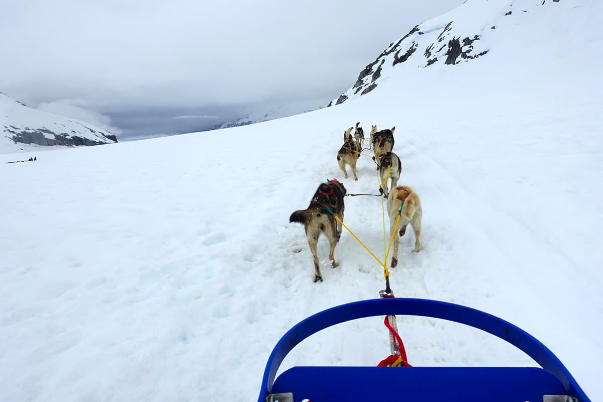 a team of dogs pulling a sled