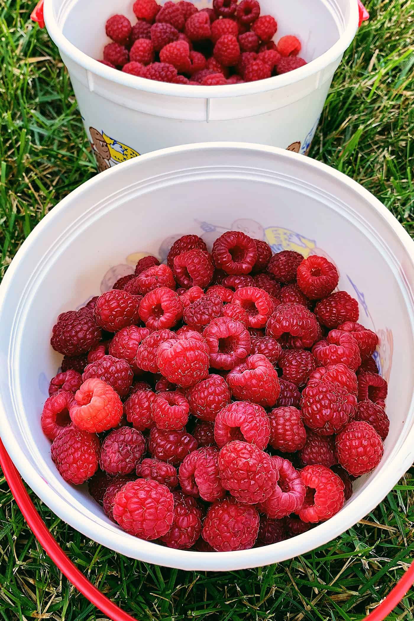 A large white bucket filled with fresh raspberries