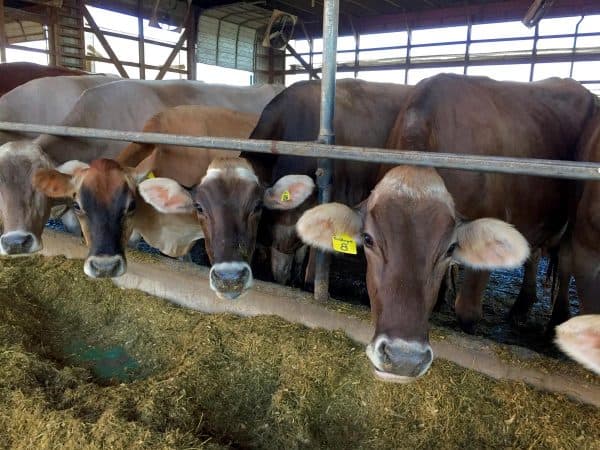 four dairy cows