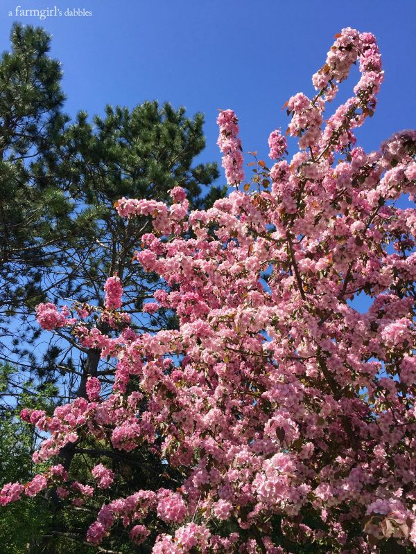 a pink flowered tree