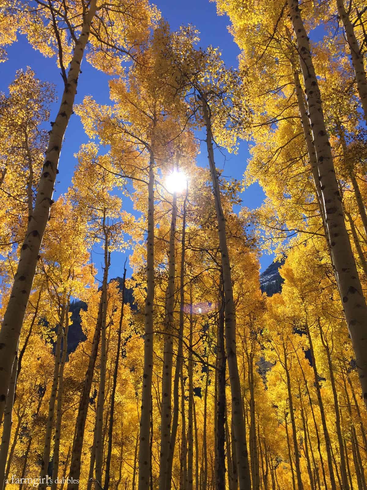 Aspen forest, hiking Maroon Bells near Aspen, CO