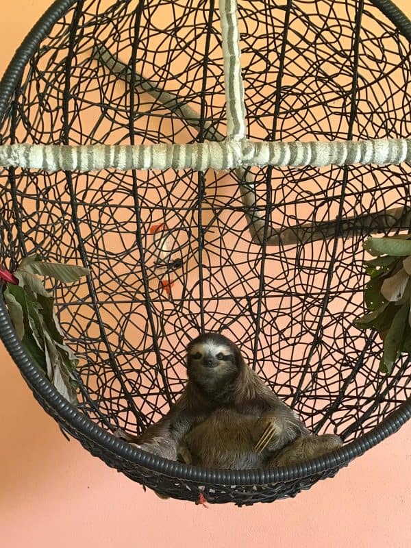 sloth in a chair