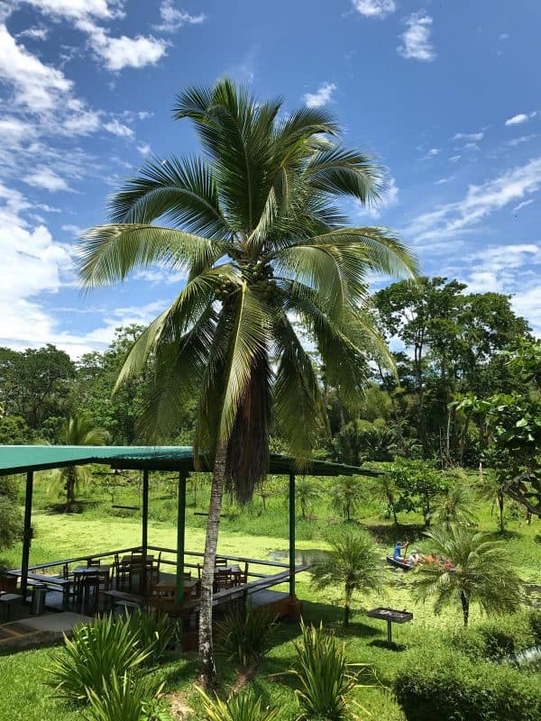 swamp in costa rica