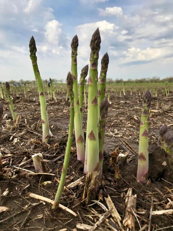 asparagus field