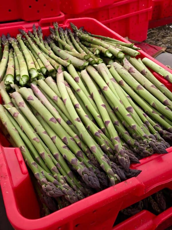 fresh picked asparagus