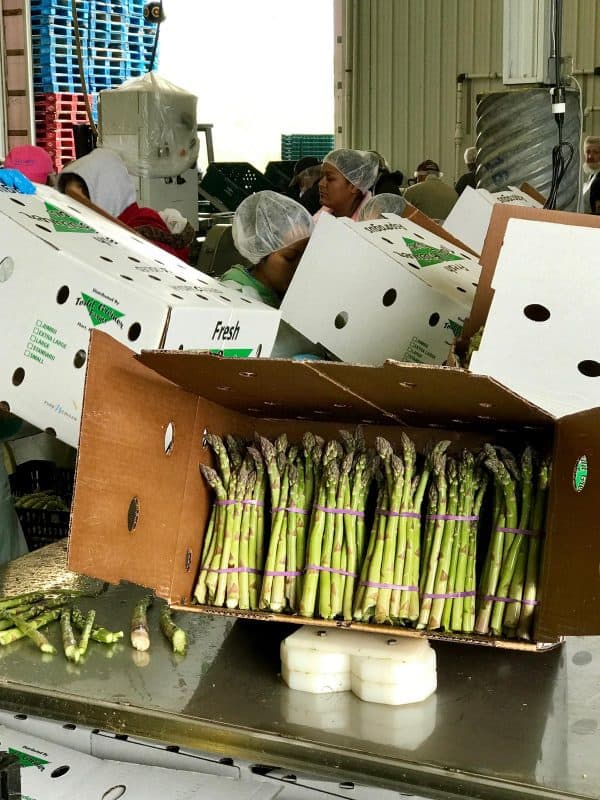 boxes of asparagus