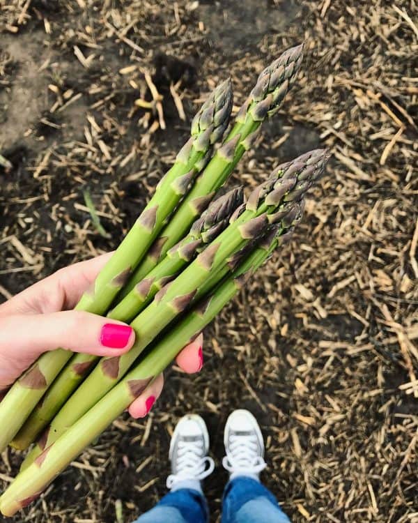 fresh asparagus in the field