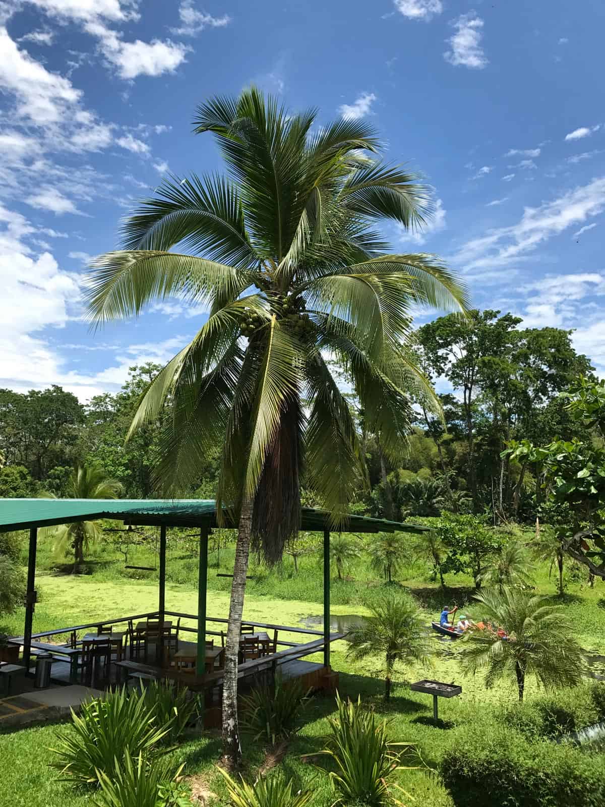 a swamp in costa rica