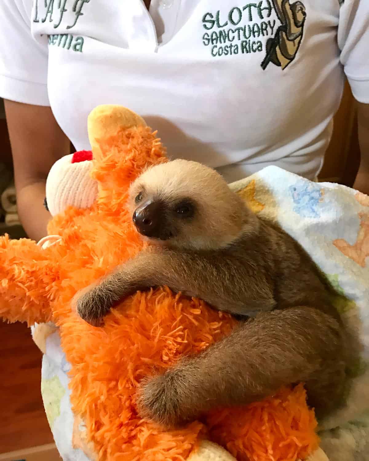 a baby sloth at the sloth sanctuary in costa rica