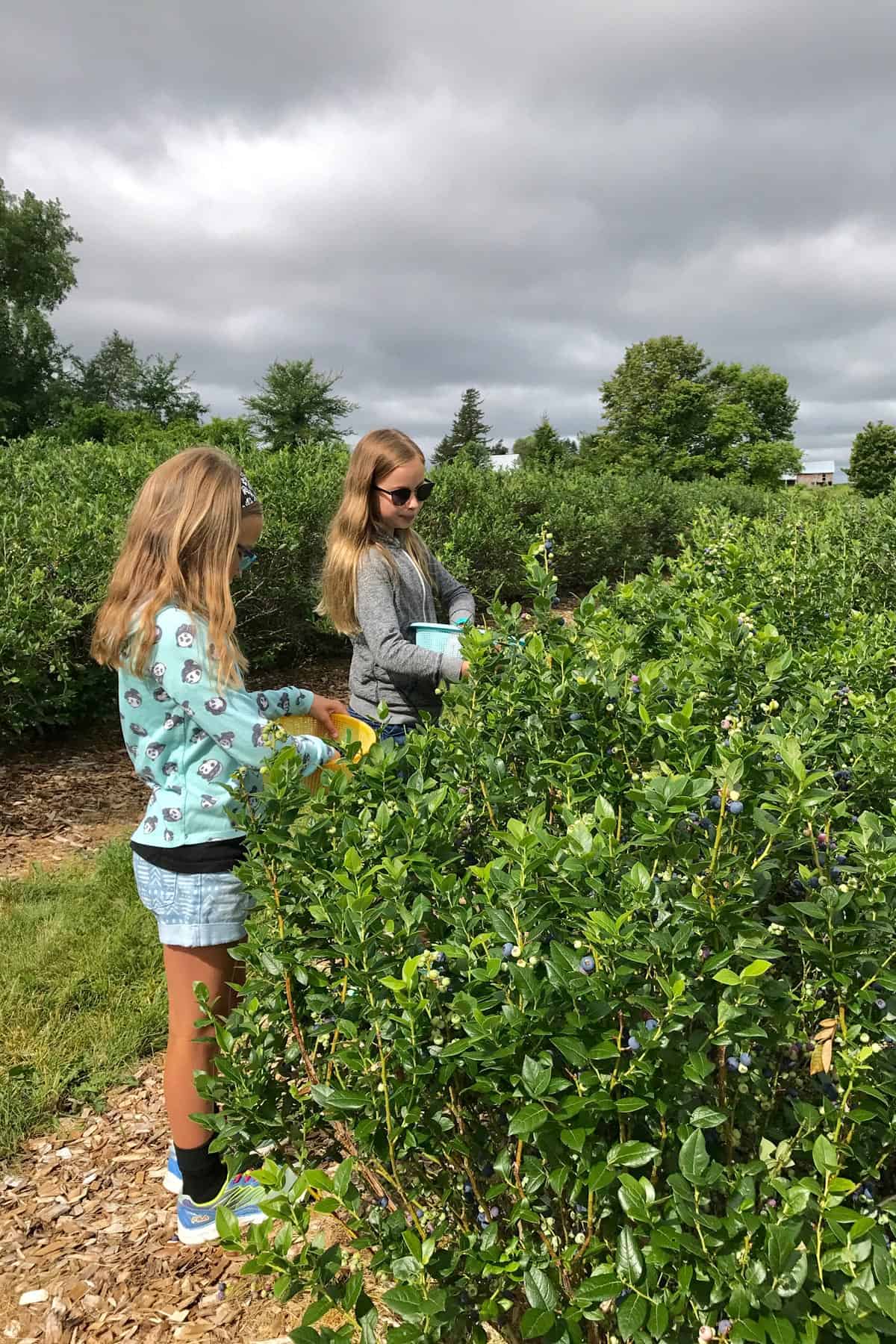 two girls picking blueberries