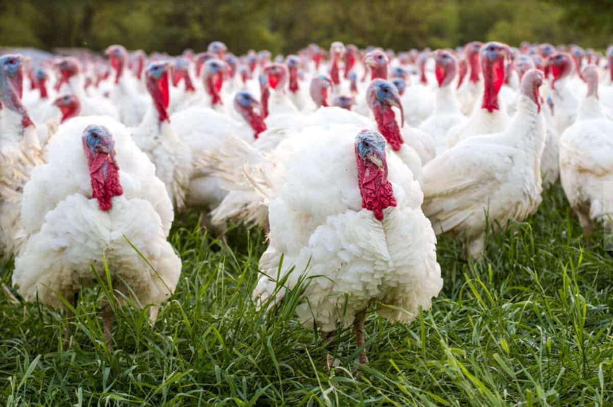 Ferndale Market turkeys