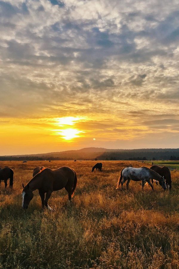 horses in a pasture