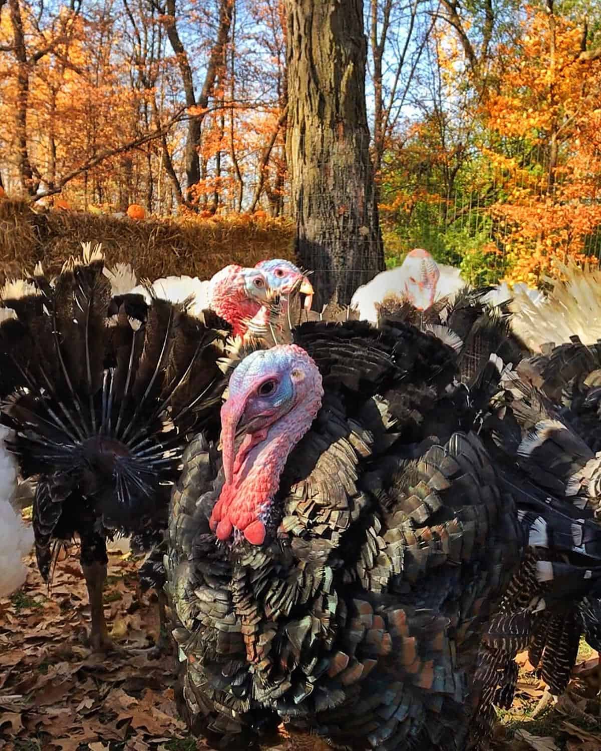 turkeys on a fall day