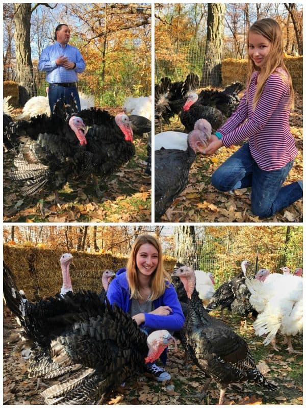 a collage of 3 photos showing people with turkeys under trees with colorful fall leaves