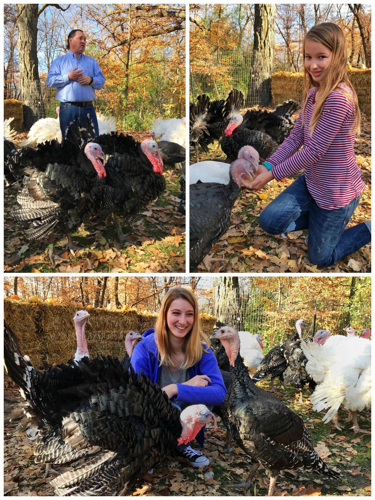 a collage of 3 photos showing people with turkeys under trees with colorful fall leaves