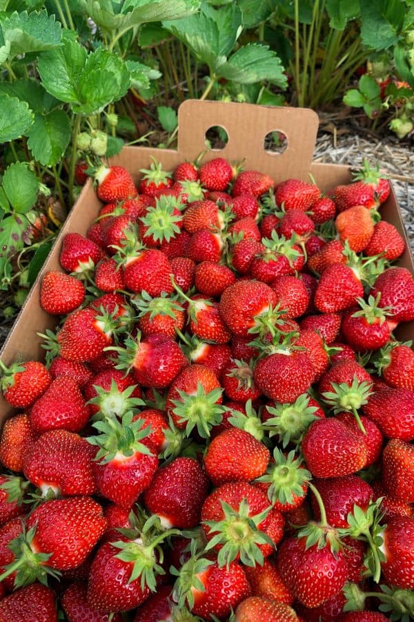 fresh strawberries in the patch