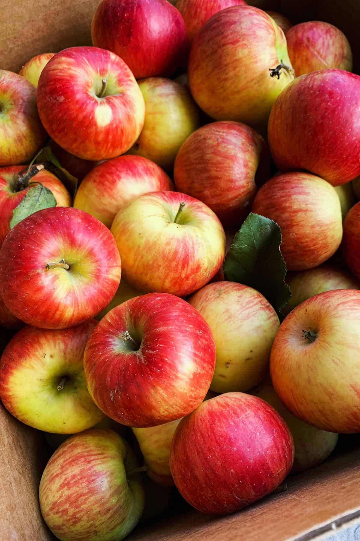 a box of Honeycrisp apples