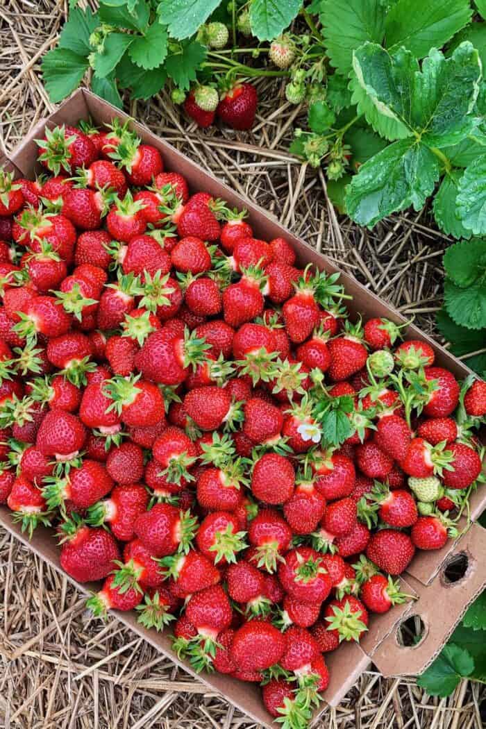 big flat box of just-picked strawberries, in the strawberry field