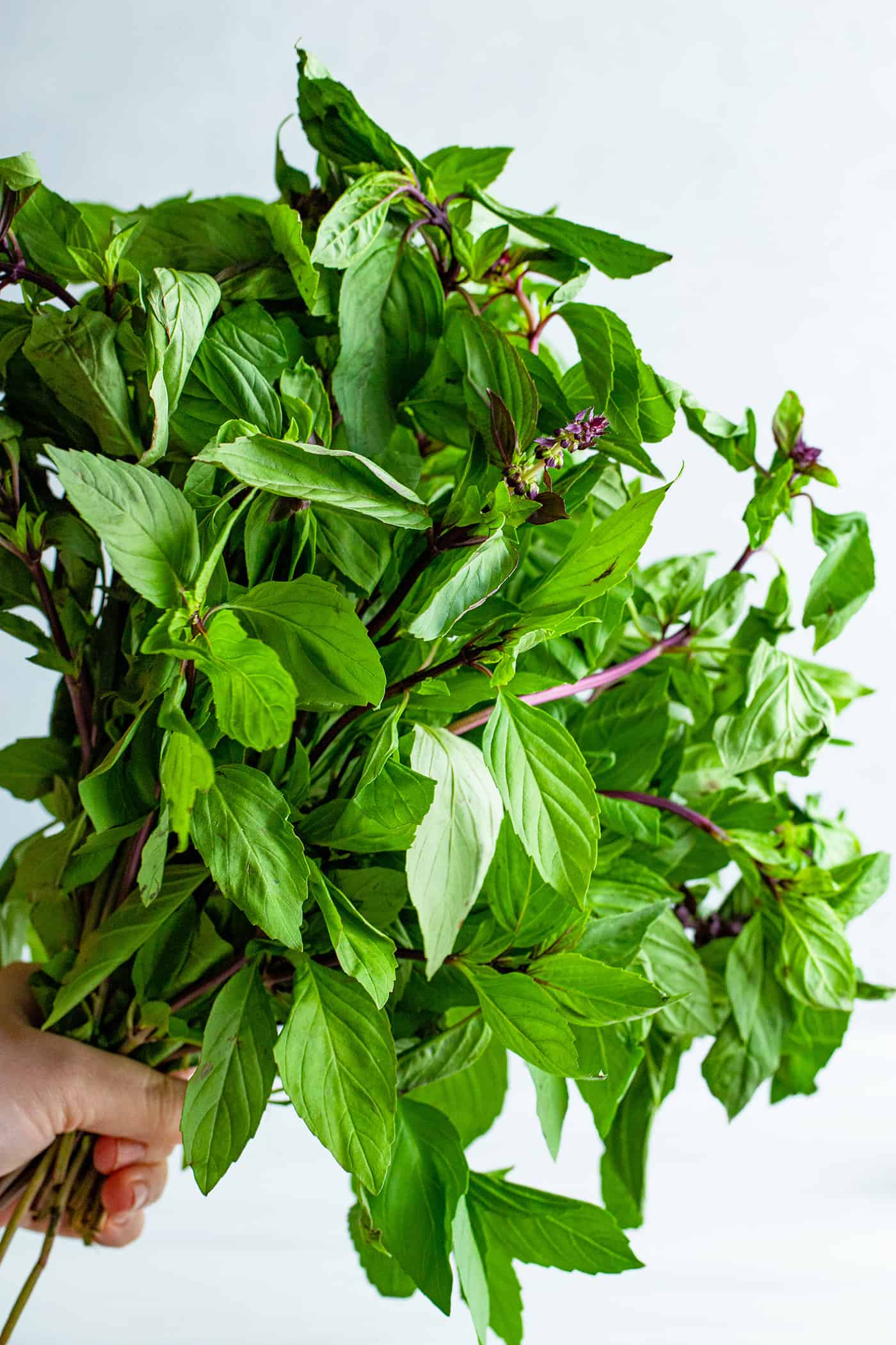 hand holding a big bunch of fresh Thai basil