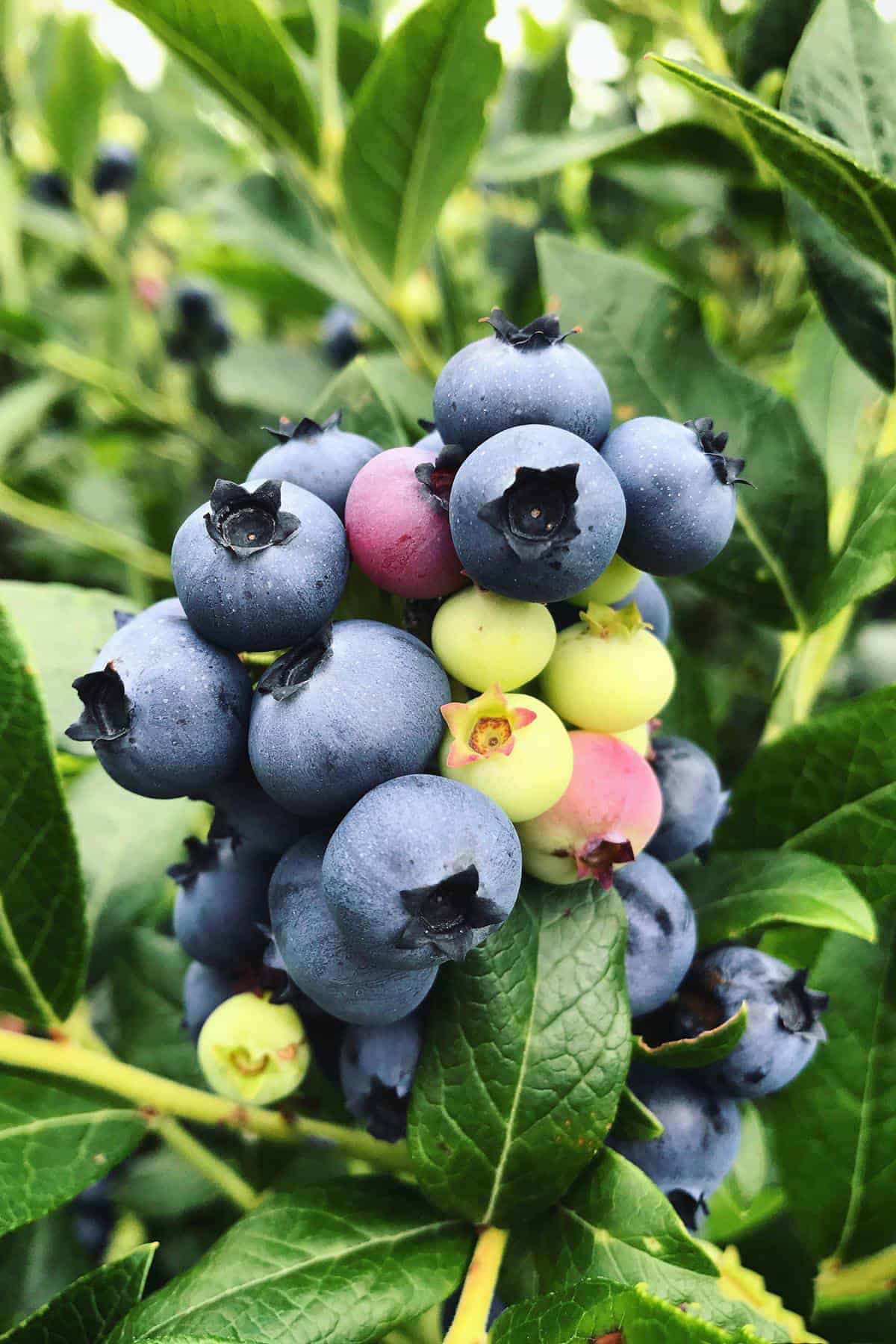 blueberries on a bush