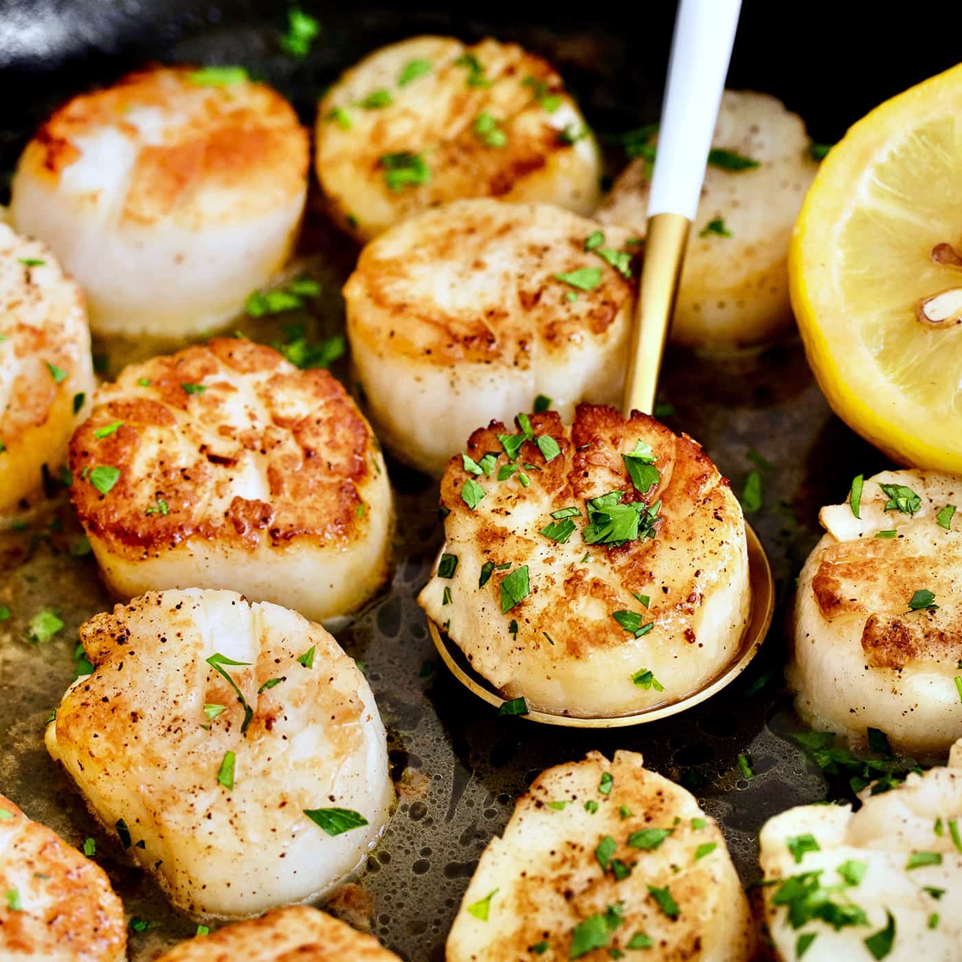 sea scallops seared in a pan