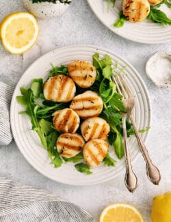 Grilled scallops on a bed of greens