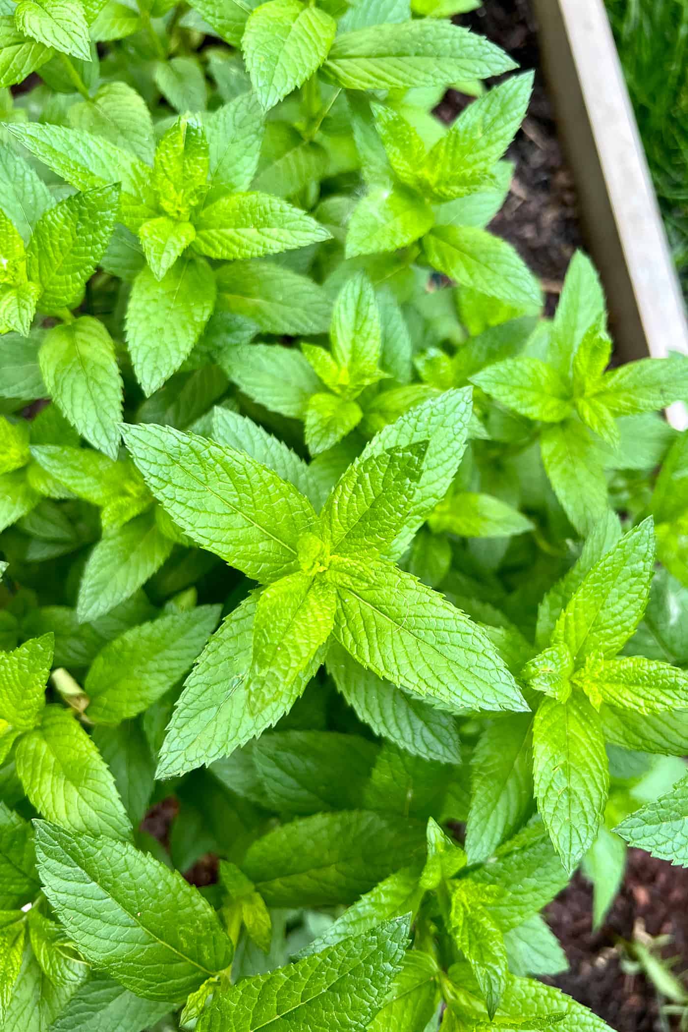 fresh mint in an herb garden